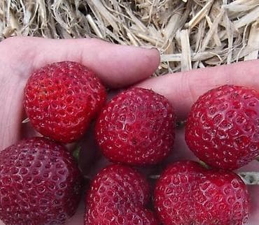 кызыл май масло цена бишкек: Продаю очень реткй сорт клубники очень сочная сладкая вкусная сорт — 3