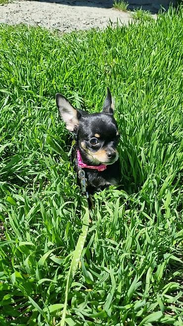 сибу ину: Той-терьер, 4 месяца, Самка, С прививкой — 2