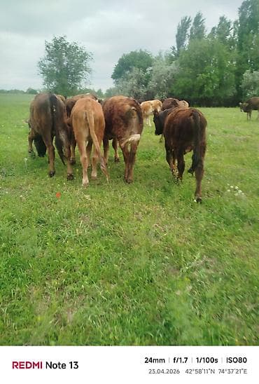 я ищу карова: Продаю | Бык (самец) — 7