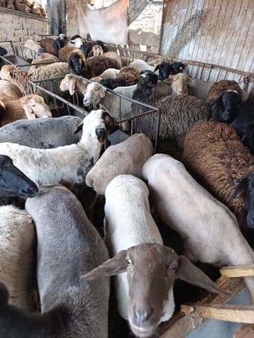 Собаки: Продаю | Овца (самка) | Для разведения | Матка — 6