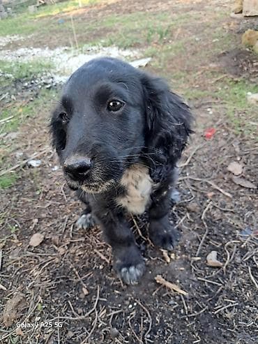 собака спанел: Спаниель, 3 месяца, Самец — 1