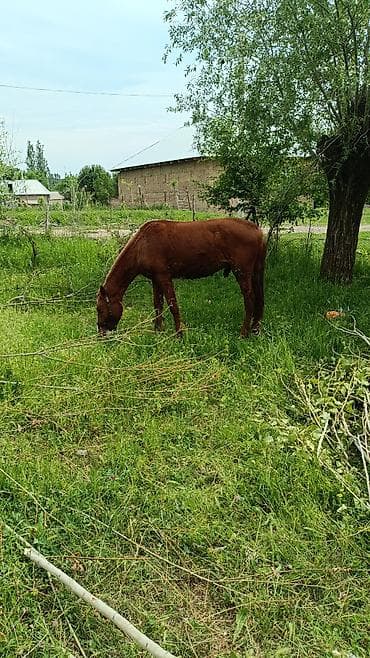 куриный бизнес: Продаю | Жеребец | Рабочий — 1