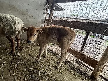 уй ала тоо парода: Продаю | Бык (самец), Музоо, торпок | Полукровка | Для разведения, На откорм | Искусственник — 1