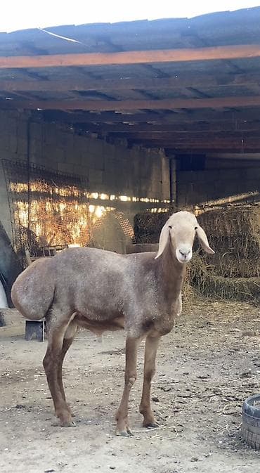 ящик сатылат: Сатам | Кочкор (эркек) | Арашан | Көбөйтүү үчүн | Асыл тукумдуу — 6