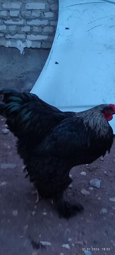 Грызуны: Продаю | Петух | Брама | Для разведения — 5