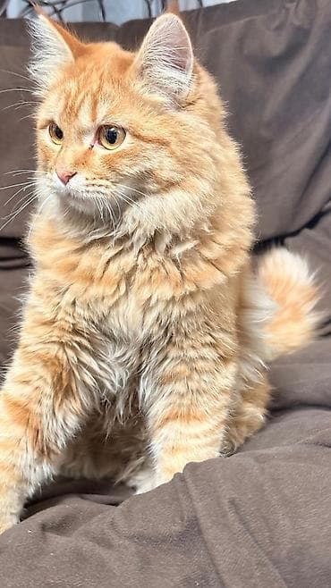 сколько стоит лысая кошка: Рыжий пушистый кот с густой длинной шерстью и роскошным хвостом. Яркий — 2