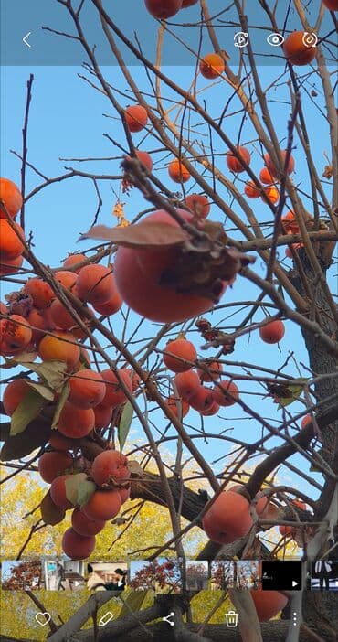 парта для дома бишкек: Хурма шоколад продам — 7