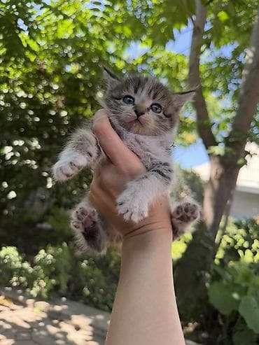 Котята, домашние, игривые и ручные. Бесплатно - Возраст: примерно