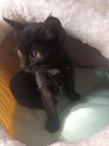 Мышык кууту: Мышык бекер берилет: Породасыз, 6 айлык, Эркек, Лотокко барууга үйрөтүлгөн, Курттардан тазаланган — 2