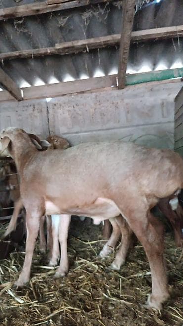 фазаны купить: Продаю | Баран (самец) | Арашан | На забой, Для разведения | Племенные, Осеменитель — 7