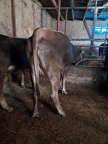 кукуруз продаю: Продаю | Бык (самец) | На откорм | Привязанные — 6