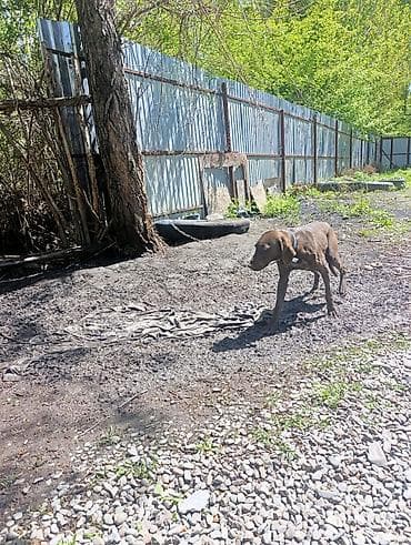 азият ит: Курцхаар, 6 месяцев, Самка — 6