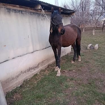 сафлор цена за тонну: Продаю | Кобыла (самка) | Для разведения — 1