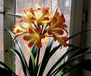 цветы канны: Кливия - здоровое, ухоженное растение, посажено в большой польский — 3