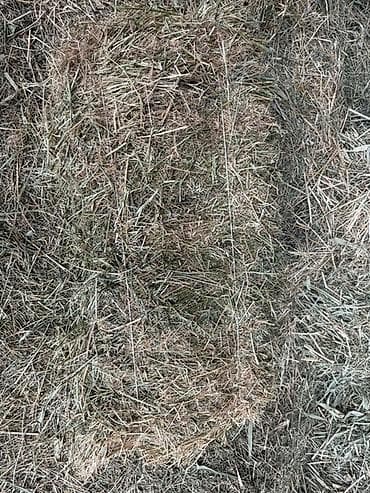 кормушки для птиц: Сено в тюках (прямоугольные малые тюки). - Травяная смесь: луговые — 3