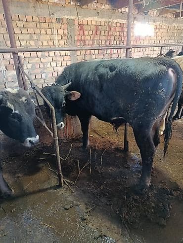 матрица для вощины: Продаю | Бык (самец) | На откорм | Привязанные — 8
