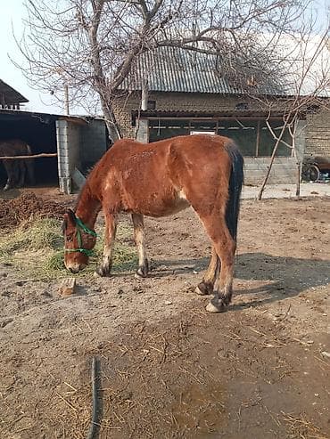 Башка жаныбарлар: Сатам | Бээ (ургаачы) | Жумушка — 1