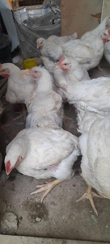 хомяк домашний купить: Продаю | Куры | Бройлерная | На забой — 3