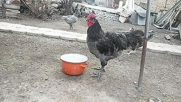 Животные: Продаю | Куры | Для разведения — 1
