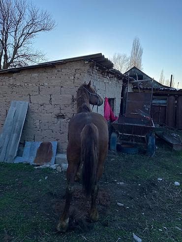 хамелеон животные: Продаю | Конь (самец) | Полукровка | Рабочий — 3