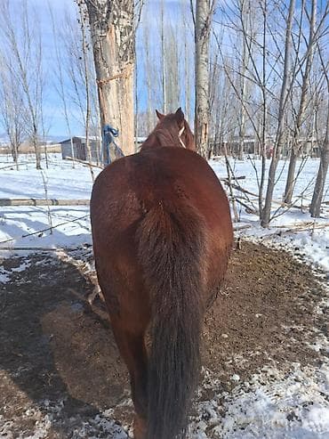 кобыла бээ: Продаю | Жеребец | Рабочий — 2