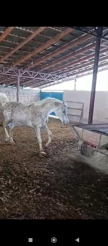 Жылкылар, аттар: Сатам | Бээ (ургаачы) | Англиялык | Ат спорту | Асыл тукумдуу — 4