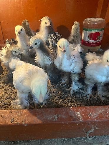 энесей: Таза кандуу светлый брама гигант жожолор сатылат ден соолугу жакшы 20 — 4