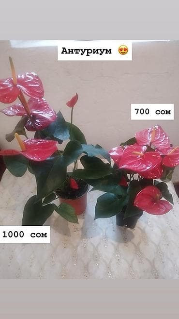 Дом и сад: Комнатные растения в горшках: - Антуриум (красные соцветия, глянцевые — 1