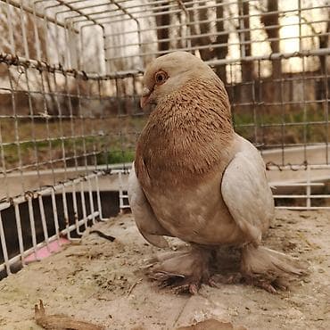 декоративные кролики: Касмач +такла самец маладой играет не играет не знаю Подходит: - для — 9