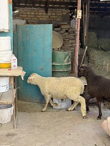 кролик фландер: Продаю | Баран (самец) | Меринос | На забой, Для шерсти | Кастрированные — 2