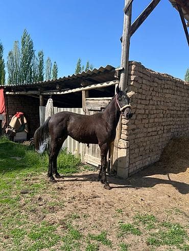 рабочий лошадь: Продаю | Жеребец | Конный спорт — 3