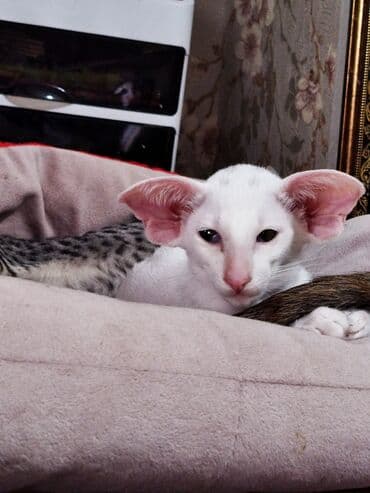 вислоухая кошка сколько стоит: Ориентальная, 4 месяца, Мальчик, Белый, Приучена к лотку, Проглистована, С документами — 1