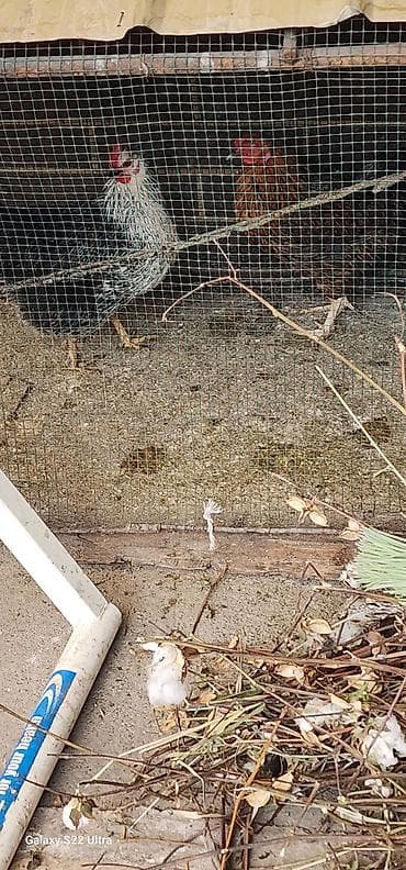 Продаю | Куры | Домашняя | Несушки