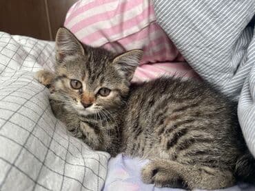 вислоухие коты: Отдам котят даром в добрые руки Эти котята станут дружелюбными — 4