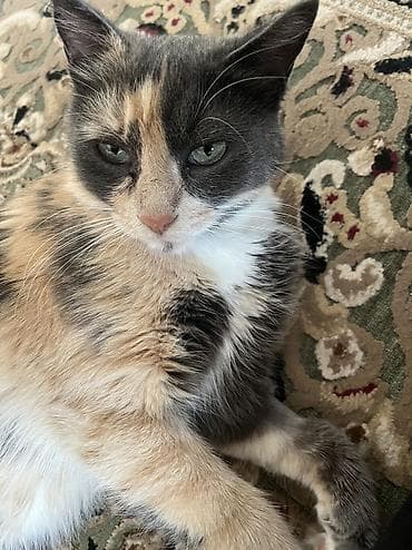 кошки парода: 2 года, Девочка — 2