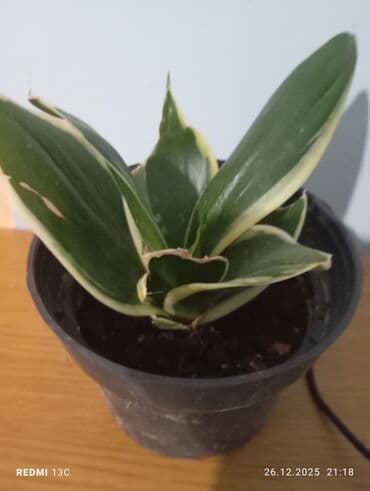 советские новогодние гирлянды: Комнатные растения в горшках: от 100-250 сом 1) Сансевиерия — 2
