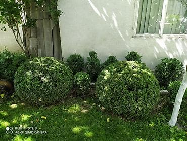 бонсай цена: Продаю Самшит, Большой выбор, цена Договорная. Сергей — 7