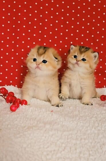 вислоухий котенок: Предлагаем для бронирования чистопородных малышей. Окрас: золотая и — 1