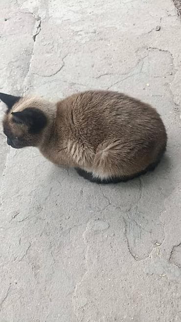 шпицы цена: Продаётся сиамская кошка Красивая и грациозная сиамская кошка ищет — 2