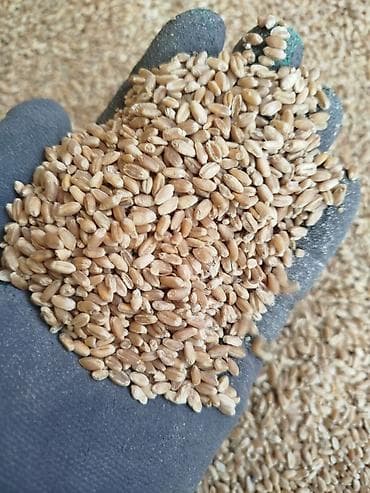 Пишиница 22.5ячмень 24.5 оптом и розницу