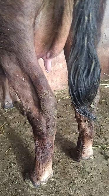 хара: Сатам | Уй (ургаачы) | Сүт алуу үчүн | Музоологондон кийин — 6