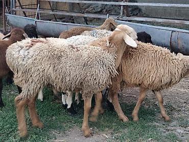 сиамская кошка даром: Продаю | Баран (самец) | Гиссарская — 1