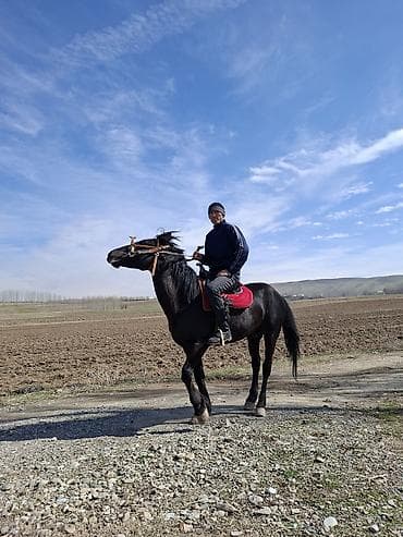 А/ч жаныбарларын сатып алам: Сатам | Жылкы (эркек) | Ат спорту | Асыл тукумдуу — 4