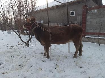 карова швицкая: Продаю | Корова (самка) | Швицкая | На откорм | Племенные — 3