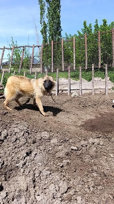 монбельярд цена: Собака даром: Овчарка, 10 месяцев, Самка — 1