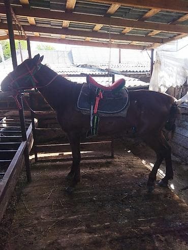Продаю | Конь (самец) | Рабочий