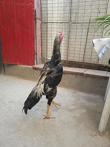 Продаю | Петух | Бойцовая | Для разведения