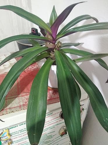 эписция альсобия: Комнатное растение «Рео» (Tradescantia spathacea, синоним Rhoeo — 1