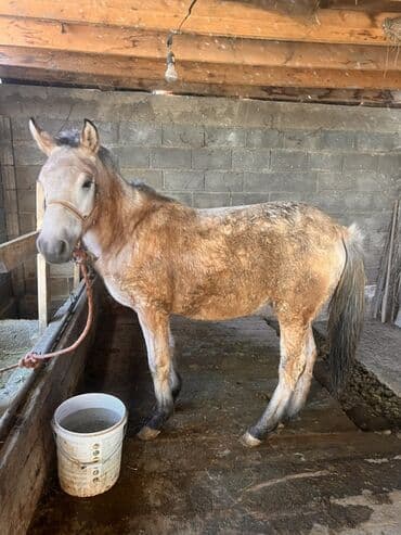 отдам даром охотничью собаку: Продаю | Жеребец | Для разведения — 5