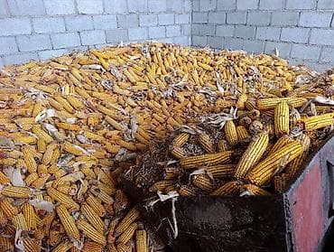 А/ч жаныбарлары үчүн тоюттар: Кукуруза в початках (фураж) - Зерно на початках, сушёное естественным — 2